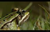 Teichfrosch