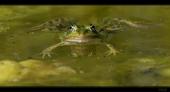 Teichfrosch